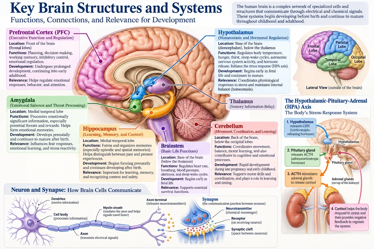 Poster of key brain structures and systems: the prefrontal cortex, amygdala, hippocampus, hypothalamus, thalamus, brainstem, and cerebellum; the four lobes; neurons and synapses; and the stress-response (HPA) axis.