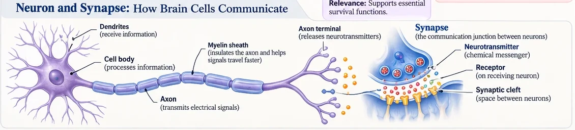 Diagram of a neuron with its dendrites, cell body, axon, myelin sheath, and axon terminal, and a close-up of a synapse showing neurotransmitters, receptors, and the synaptic cleft.